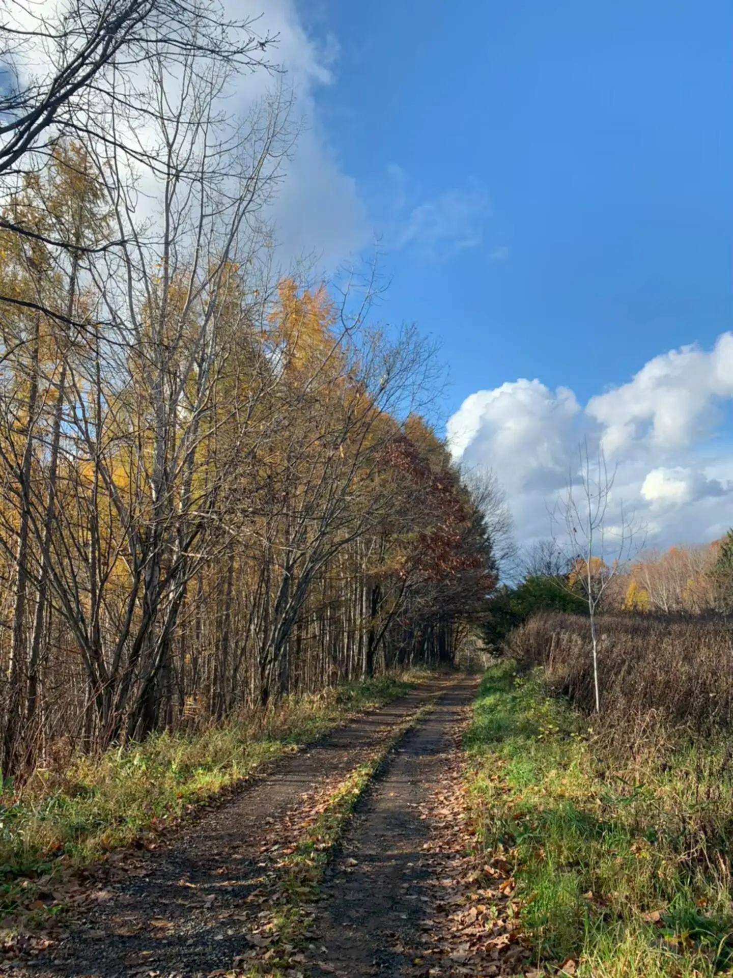 Autumn Path