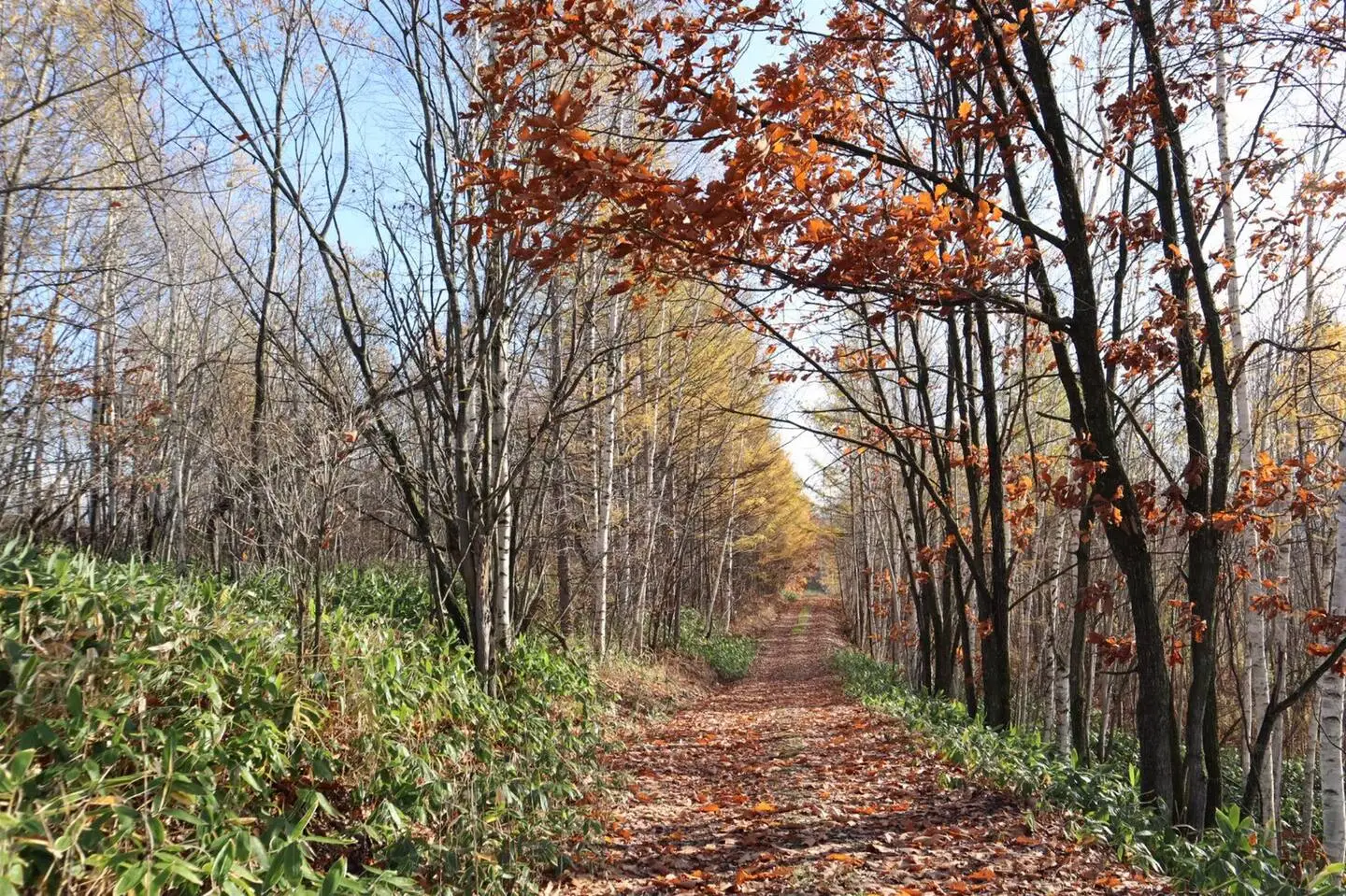 Autumn Trail