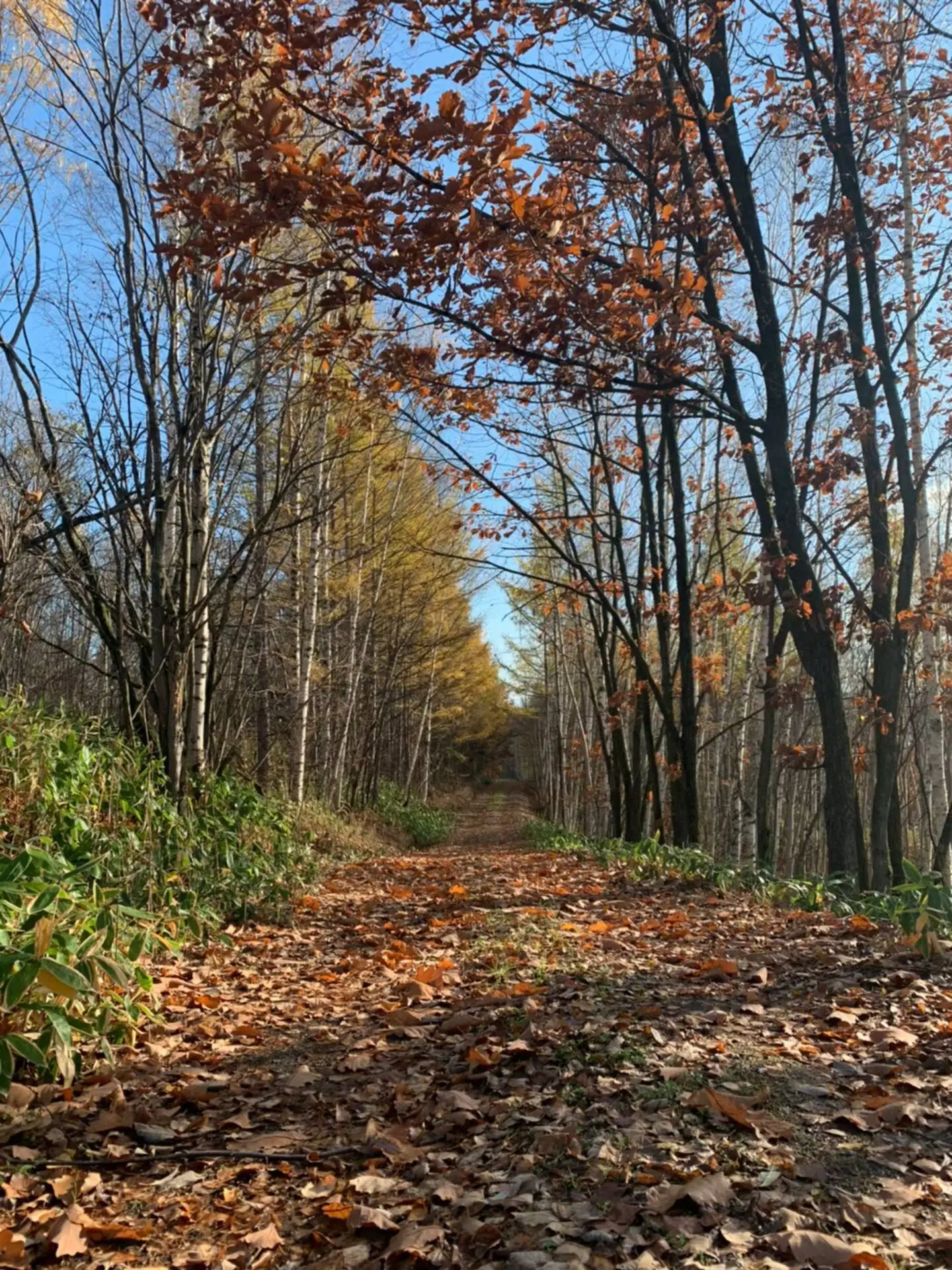 Forest Trail
